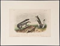 Col. Abert's Squirrel. California Grey Squirrel. Plate 153 - color lithograph