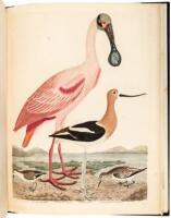 American Ornithology; Or The Natural History of the Birds of the United States