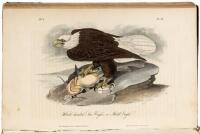 The Birds of America, From Drawings Made in the United States and Their Territories. Volume 1