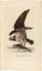 The Birds of America, From Drawings Made in the United States and Their Territories. Volume 1 - 15