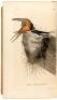 The Birds of America, From Drawings Made in the United States and Their Territories. Volume 1 - 8