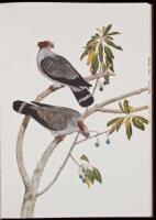 Pigeons and Doves of Australia