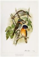 Kingfishers and Related Birds