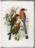 Kingfishers and Related Birds - 2