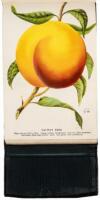 Specimen Book of Fruits, Flowers and Ornamental Trees, Carefully Drawn and Colored from Nature for the Use of Nurserymen