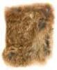 Little Fur Family - 3