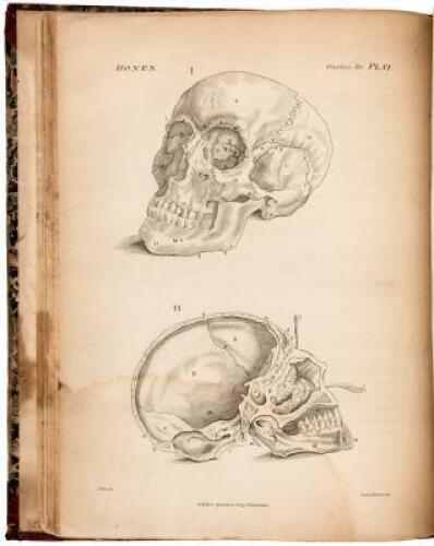 Engravings of the Bones, Muscles and Joints