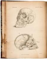 Engravings of the Bones, Muscles and Joints