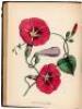 The American Flora, Or History of Plants and Wild Flowers - 3