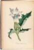 The American Flora, Or History of Plants and Wild Flowers - 5