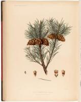 The Pinetum Britannicum: A Descriptive Account of Hardy Coniferous Trees Cultivated in Great Britain
