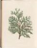 The Pinetum Britannicum: A Descriptive Account of Hardy Coniferous Trees Cultivated in Great Britain - 6