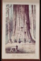 The Yosemite Valley, and the Mammoth Trees and Geysers of California