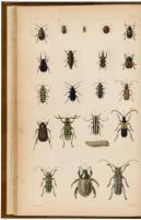 A Treatise on Some of the Insects Injurious to Vegetation