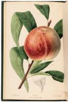 The Culture of the Peach and Nectarine