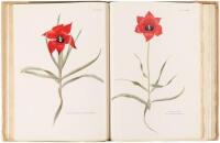 Notes on Tulip Species
