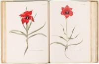 Notes on Tulip Species