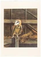 Barn Owl