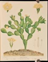 The Cactaceae: Descriptions and Illustrations of Plants of the Cactus Family