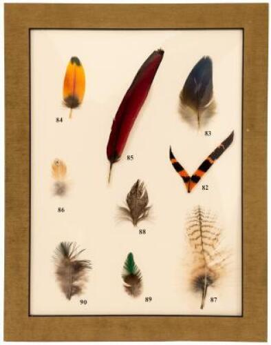 Rare and Unusual Fly Tying Materials: A Natural History. Volume I - Birds