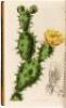 Curtis's Botanical Magazine; Or, Flower-Garden Displayed...Vol. LIII