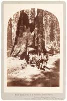 Dead Giant, 30 ft. 8 in. Diameter, Fresno Grove