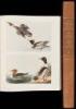 The Original Water-Color Paintings by John James Audubon for The Birds of America