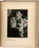 Wild Flora of Flowerfield - 4