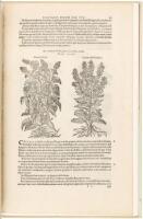 A Leaf from the 1583 Rembert Dodoens Herbal printed by Christopher Plantin