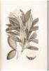 Captain Cook's Florilegium: A Selection of Engravings from the Drawings of Plants Collected by Joseph Banks and Daniel Solander on Captain Cook's First Voyage to the Islands of the Pacific, with Accounts of the Voyage by W. Blunt and of the Botanical Expl - 4