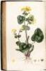 Flora Londinensis: Containing a History of the Plants Indigenous to Great Britain, Illustrated by Figures of the Natural Size