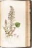 Flora Londinensis: Containing a History of the Plants Indigenous to Great Britain, Illustrated by Figures of the Natural Size - 3