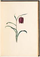 Album of original watercolor drawings of Wild Flowers