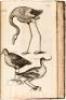 The Ornithology of Francis Willughby of Middleton in the county of Warwick Esq; fellow of the Royal Society. In three books. Wherein all the birds hitherto known, being reduced into a method sutable to their natures, are accurately described. The descript - 6