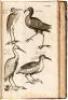 The Ornithology of Francis Willughby of Middleton in the county of Warwick Esq; fellow of the Royal Society. In three books. Wherein all the birds hitherto known, being reduced into a method sutable to their natures, are accurately described. The descript - 7