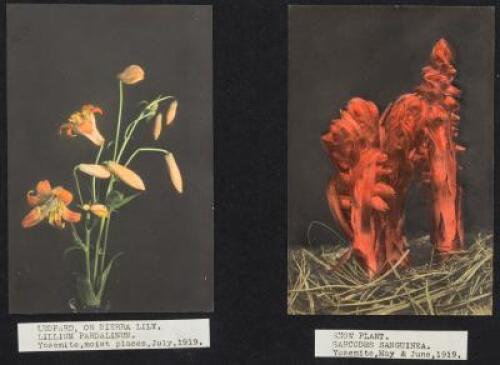 The Wild Flowers of Yosemite National Park