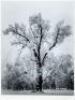 Oak Tree, Snowstorm - Original gelatin silver print