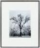 Oak Tree, Snowstorm - Original gelatin silver print - 2