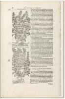 A Leaf from the 1583 Rembert Dodoens Herbal printed by Christopher Plantin