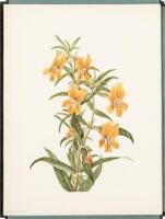 North American Wild Flowers