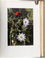 Familiar Hawaiian Flowers: A collection of original photographs of native and ornamental fruits, flowers, trees and shrubs growing in Hawaii