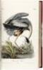 The Birds of America, from Drawings Made in the United States and Their Territories - 6