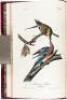 The Birds of America, from Drawings Made in the United States and Their Territories - 14