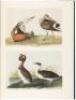 The Original Water-Color Paintings by John James Audubon for the Birds of America - 2