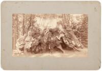 Albumen photograph of Galen Clark at the Grizzly Giant
