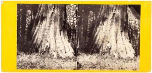 Big Tree in Mariposa Grove...California Views, No. 13