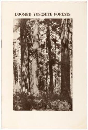 The Doomed Yosemite Sugar Pines