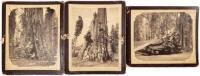Three albumen photographs of tourists lounging on and around Big Trees and their stumps
