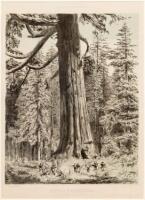 Sequoia Wellington, Mariposa Grove, South California