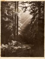 Photograph of Redwood Highway